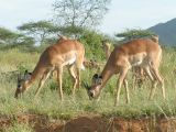 Kenia, Samburu NP, Grantgazellen